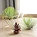 Dahey Air Plant Holder Metal Tillandsia Rack Gemometric Planter Air Ferns Display Container for Tabletop Ornament Air Plant Stand Indoor 4″thumb 1