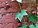 starbluegarden 3pcs Metal Red Ladybug Wall Hanger Wall Hanging Outdoor Garden Decor