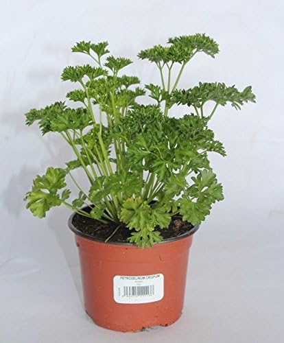 Perejil rizado o chino (maceta 10, 5 cm) - Planta viva - Planta ...