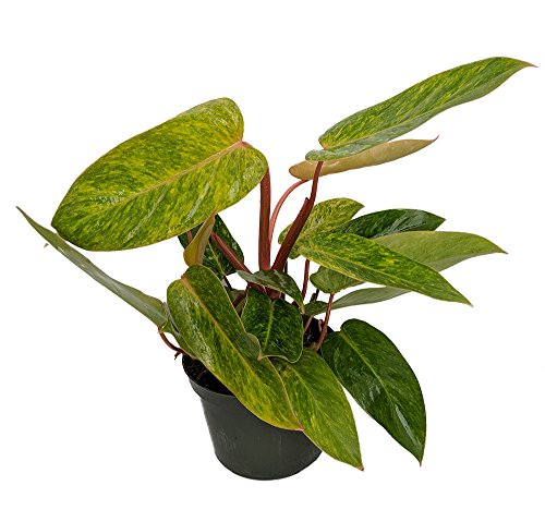 Painted Lady Philodendron 6