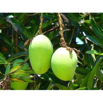 Amazon.com : COCONUT CREAM MANGO TREE - 2 Year Old : Garden & Outdoor