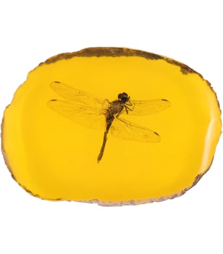 1Pc Exquisitely Natural Resin Amber Insect Specimen