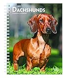 Dachshunds 2019 6 x 7.75 Inch Weekly Engagement Calendar, Animals Dog Breeds (Multilingual Edition) by