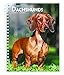 Dachshunds 2019 Calendar
