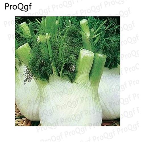 Ngryise 8000Pcs Europe Fragrant Bulb Fennel - (Color: Seed)