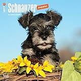 Schnauzer Puppies 2017 Square (Multilingual Edition)