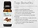BioFinest Cinnamon (Cassia) Oil - 100% Pure Cinnamon Essential Oil - Premium Organic - Therapeutic Grade - Best For Aromatherapy - Aid Blood Circulation & Muscle Ache - FREE Essential Oil Guide (10ml)