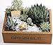 Hosaire Wooden Flower Pots Box Holder Modern Resin Succulent Planter Plant Container Box Plant Containers Nursery Plant Desktop Storage Box Style 1thumb 4