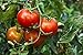 Organic Sun-Dried Tomatoes, 8 Ounces - Salted, Non-GMO, Kosher, Raw, Vegan, Unsulfured, Bulk