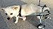 Adjustable Dog Wheelchair ＸＳ Size, Weight 4.4 to 17.6 lbs, Hip Height:7.5