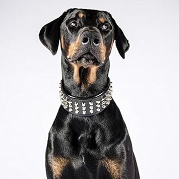 Bestia Stud Genuine Leather Big Dogs Collar 25 Inch Wide Soft Padded Very Durable And Comfortable Handcrafted Guaranteed Pitbull Cane Corso