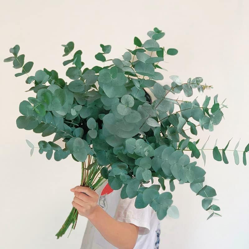 Dried & Preserved Flora - Dried Preserved Eucalyptus Large Leaves Stems & Lavender Flowers Bouquet,Real Fresh Blue Eucalyptus Bundle for Shower, Greenery Branches for Vase, Floral, Wedding, Home Decor, Gifts