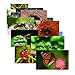 Stages Learning Materials Insects Posters for Classroom Decoration Decoration Real Photo Science Chart for Bulletin Board, Centers & Circle Time 14 Picture Cards