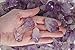 Fantasia Materials: 1 lb Amethyst Rough Stones from Brazil - Broken Amethyst Points and Pieces