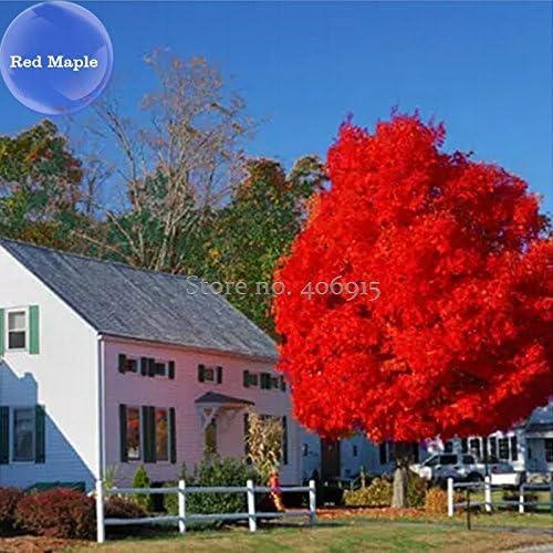 Solution Seeds Farm New Heirloom 20 Seeds Rare Autumn Blaze Red Maple Seeds (Not Plants)
