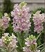 PINK Tuberose Pink Sensation, Single Form Tuberose Bulbs - Luscious Fragrance!