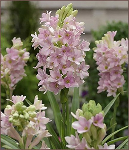PINK Tuberose Pink Sensation, Single Form Tuberose Bulbs - Luscious Fragrance! PINK Tuberose Pink Sensation, Single Form Tuberose Bulbs - Luscious Fragrance!