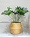 Cocoboo - Natural Seagrass Belly Basket, handmade, Soft Lightweight, Foldable, Storage (16 x 14 inches) X-Large