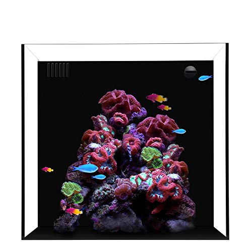 Waterbox Cube 10 Gallon Aquarium, 13.8″ L X 14.2″ W X 13.8″ H, Transparent/Black