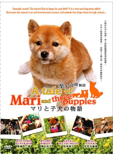 mari shiba inu