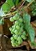 HEIRLOOM NON GMO Green Grape 5 seeds