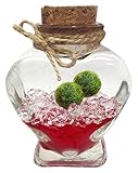 Luffy Marimo Ball Gift Set: Marimo Plant Symbolizes Love - Includes a Heart Shap