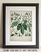 Hops Plant - Vintage Botanical Illustration of Humulus Lupulus 11x14 Unframed Print, Brewery Decor, Home Bar & Mancave Art, Beer Brewing Hops Print, Apothecary & Herbalism Décor