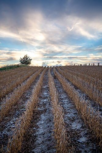 Country Photography Print (Unframed) - Picture of Soybean Field Leading to Platinum Sky in Nebraska - Farm Home Decor Midwest Wall Art Photo Artwork 5x7 to 40x60