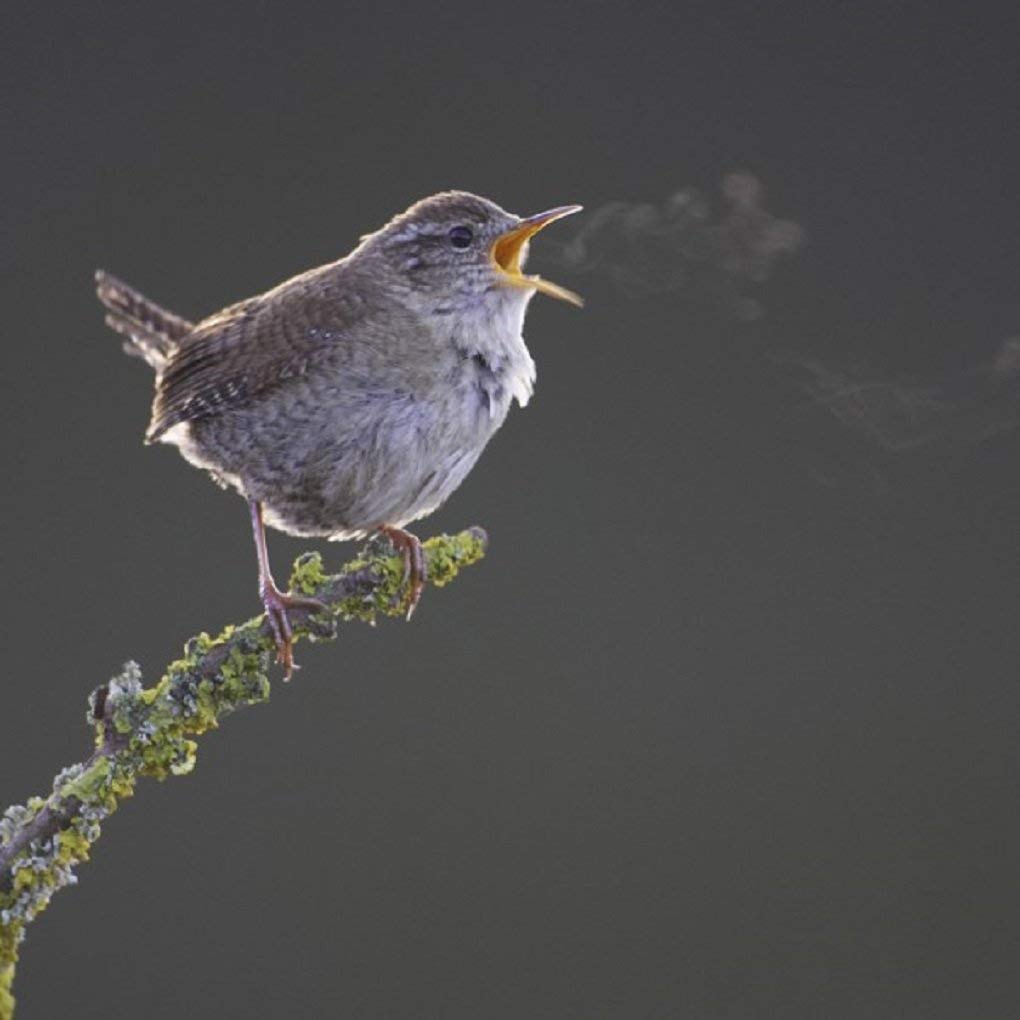 Dawn Chorus Greeting Card with SOUND. Wren image and a chorus of birdsong combined to make a really unique greeting card for country lovers