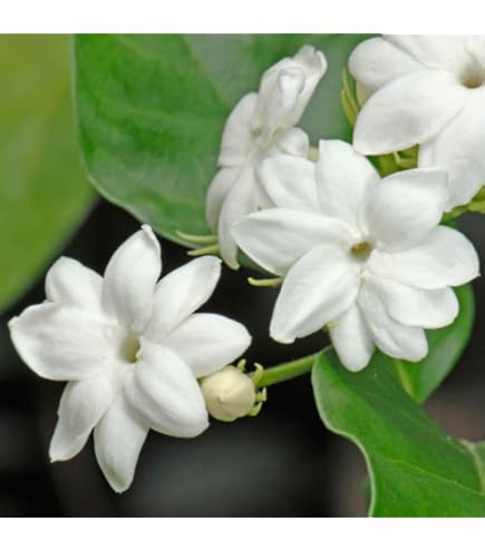 Amazon.com : 3 Jasmine Plants Live, 5 to 8 Inches Tall