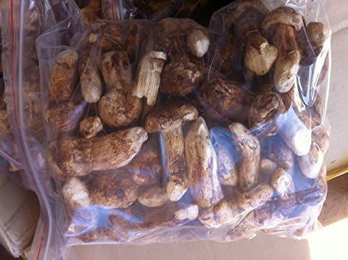 8 Ounce (227 grams)Freeze Dried Matsutake Whole Mushroom Premium Grade from Yunnan China （中国云南）