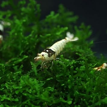 Amazon エビ 黒ビー シュリンプ モスラタイプ 約1cm 1匹 生体 ペット用品 通販