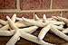 Hinterland Trading 10 White Linkia Starfish Wedding Decor 3