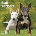 Bull Terriers 2019 12 x 12 Inch Monthly Square Wall Calendar, Animals Dog Breeds Terriers