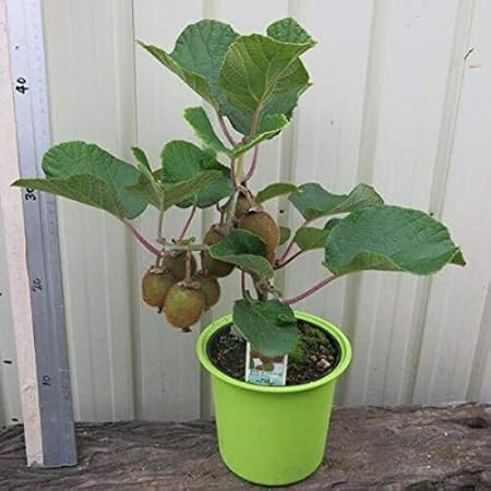 Vajra seeds Kiwi fruit seeds -sweet delicious draft variety fruit (20 seeds packet)