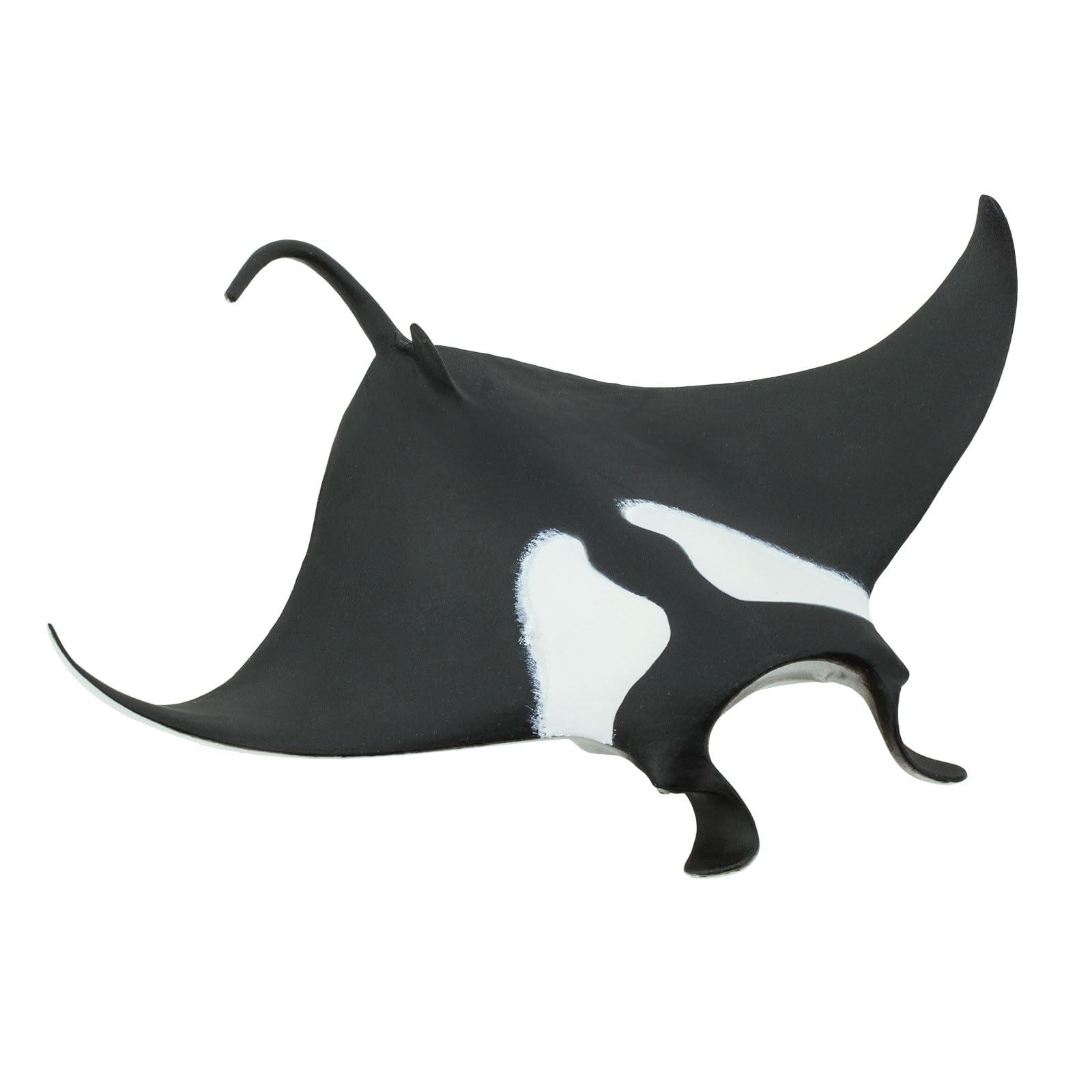 Manta Ray