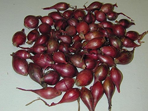 Shallot Sets Yellow,Perennial(8 Bulb) Plant spring or fall, Garden Vegetable