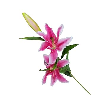 beastie bands amazon