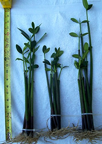 11 MANGROVES MANGROVE SALTWATER AQUARIUM REFUGIUM Zambia Ubuy