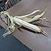 *NEW* GIANT GOLIATH SILO CORN*35 seeds*rare*WHITE*#1206