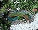 PRETMANNS Fairy Garden Pond Accessories - Miniature Fairies Set – 3 Fairy Figurines & Sign with a Beautiful Large Crafted Lily Pond (8.3