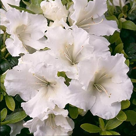 Royal Land Rare Azalea Flower Plants White Rhododendron 1 Healthy Live Plant Amazon In Garden Outdoors