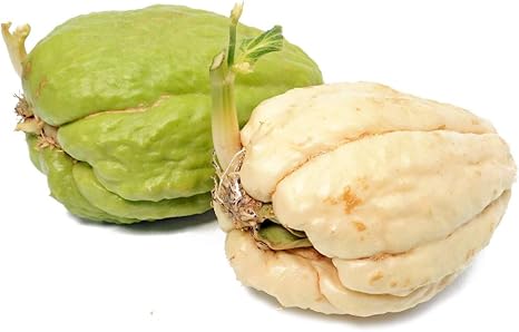 Amazon はやとうり 千成瓜 センナリウリ Chayote チャヨテ ハヤトウリ 球根種子 緑白を各1個づつ トレリス