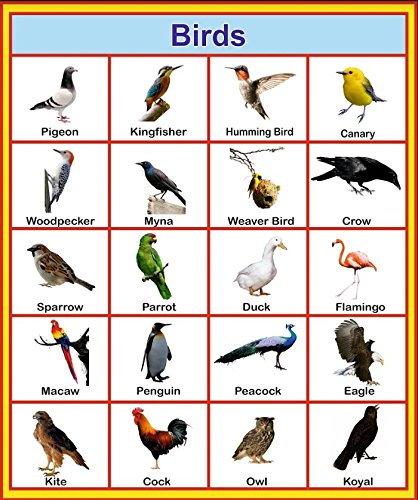 all birds chart