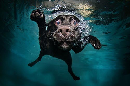 Pet dog swimming - Nature Poster Canvas Art Print (36x24inch)