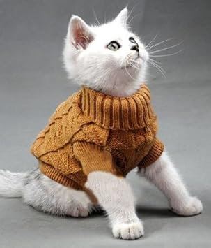 kitten jumper