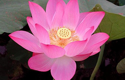 Pink 20 PCS Hydroponic Flowers Aquatic plant balcony indoor and outdoor potted flowers bowl lotus flowers by SPHTOEO