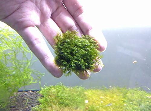Fissidens Fontanus Mesh Pad - Live Aquarium Plant by SoShrimp