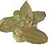 Indian Bay Leaves | Tej Patta | Multifunctional Aromatic Leaves for Various Types of Cuisines | Ideal for Seasoning Meat, Rice, Pasta, and to Make Tea Infusions 0.7oz.