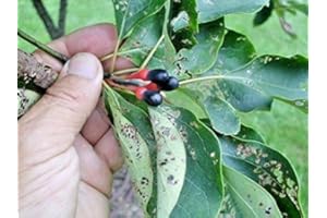 15 Seeds Sassafras Tree - Sassafras Albidum: in Package Only Seeds
